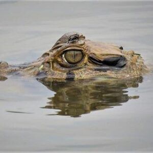 Iquitos - Reserva Nacional Pacaya Samiria 4d/3n