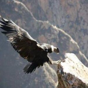 Cañón del Colca Vivencial + Comunidad Achoma