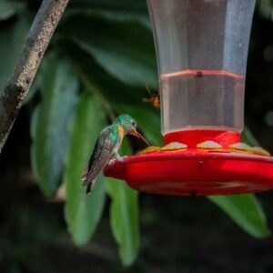 Tour en Aconabikh Bosques y Colibríes en Privado