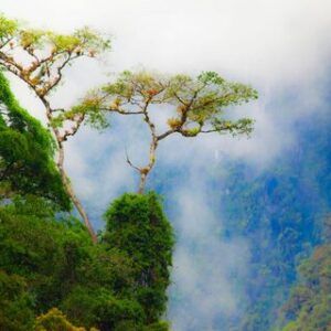 Selva Central 3d/2n
