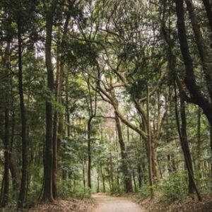 Parque Nacional Yanachaga-Chemillén