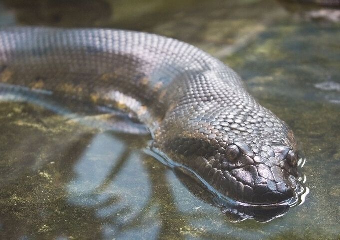Parque Zoológico de Quistococha