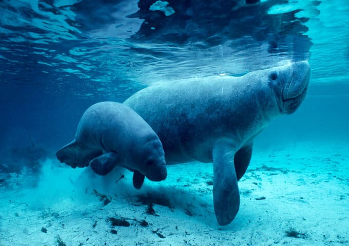 Parque Zoológico de Quistococha