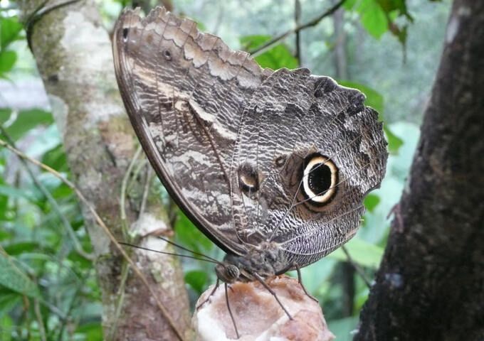 Mariposario en Iquitos