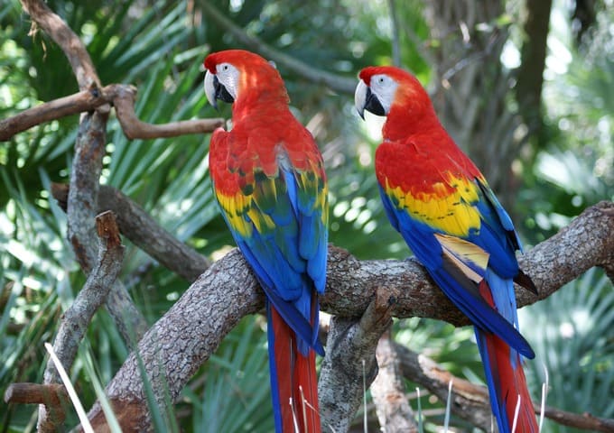 Parque Zoológico de Quistococha