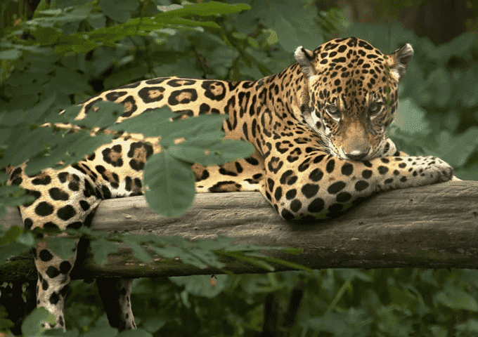 Mariposario en Iquitos