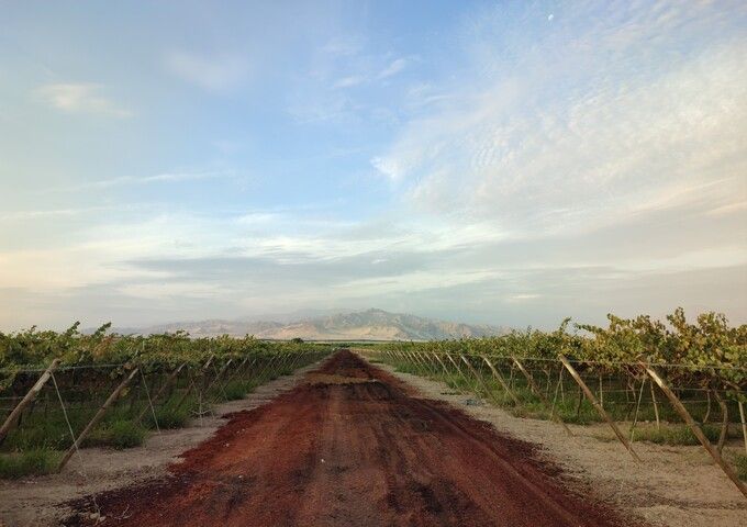 Ruta del Pisco - Nietto, Tacama, La Caravedo en Privado