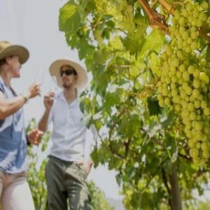 Ruta del Pisco - Nietto, Tacama, La Caravedo en Privado