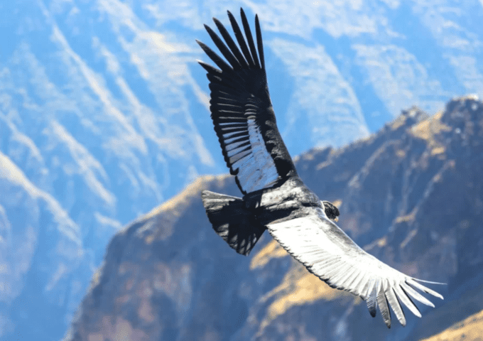 Full Day al Cañón del Colca