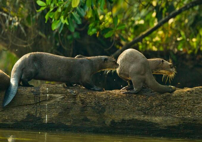 Wild Amazon Expedition 5d-4n
