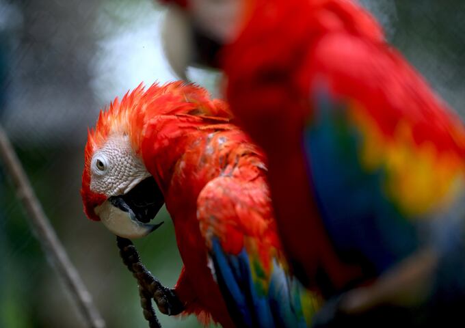 Amazon Expedition Tambopata 4d-3n