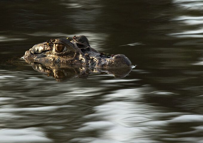 Wild Amazon Expedition 5d-4n