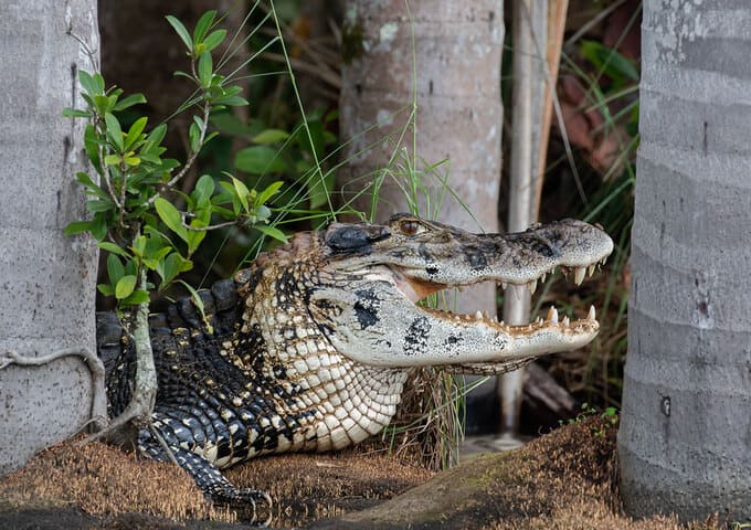 Amazon Expedition Tambopata 4d-3n