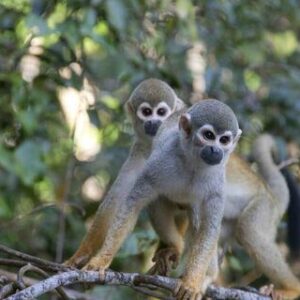 Wild Amazon Expedition 5d-4n